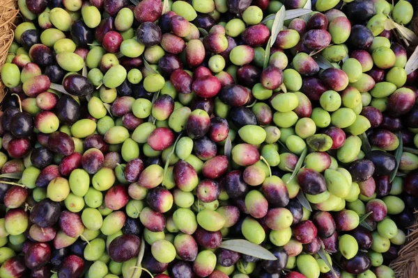 Yeşil ve mor zeytin piyasada