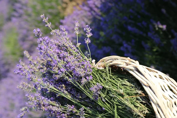 Buket sepet Provence Fransa ultra violet lavanta flovers