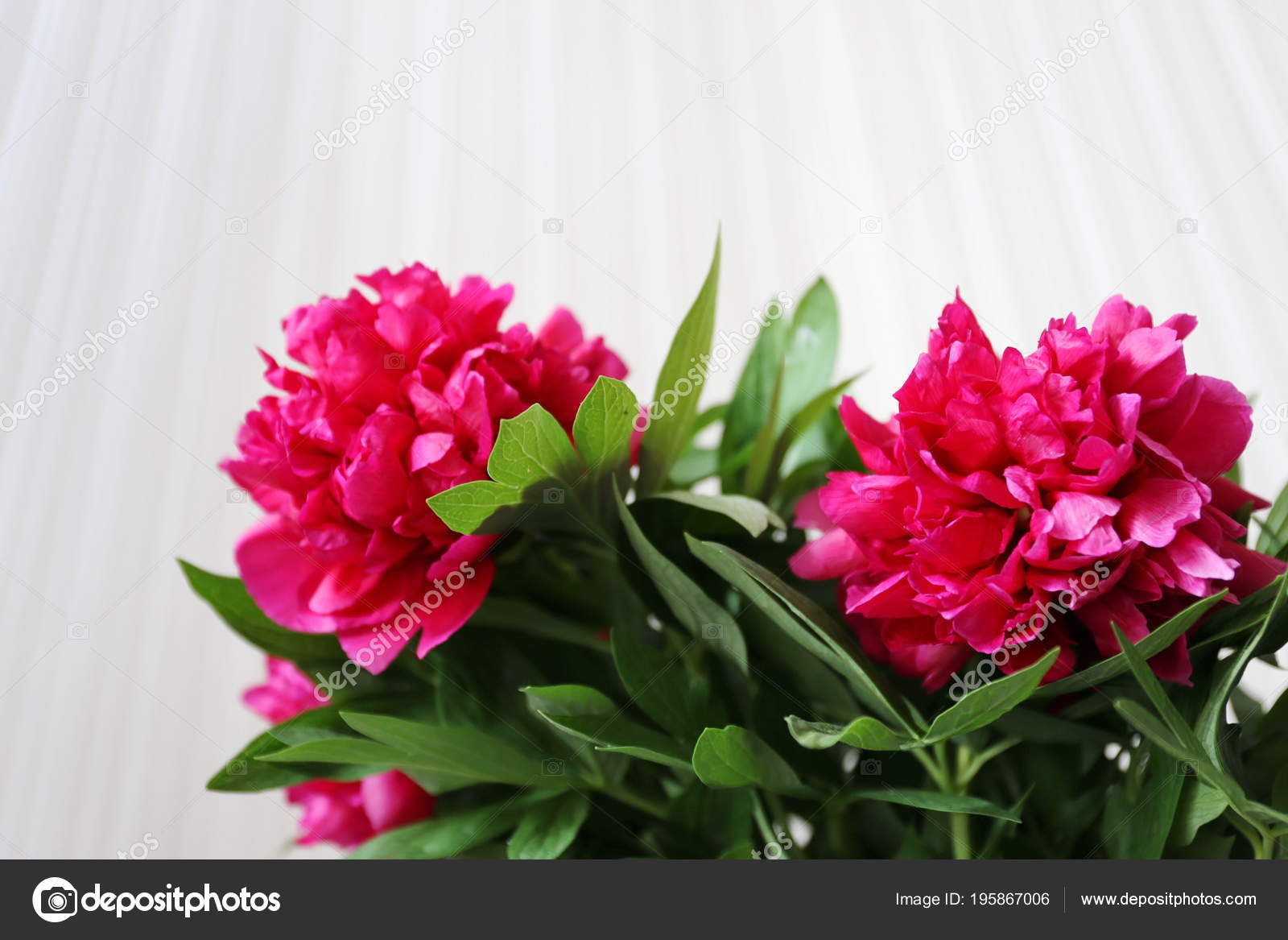 Bouquet Pivoines Fleurs Rouge Foncé Fleur Sur Fond Blanc Fin