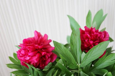 bir buket çiçek koyu kırmızı çiçekler peonies bahar sonu ve yaz başında beyaz arka plan üzerinde