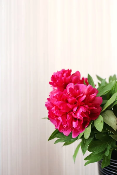 Bouquet Fleurs Rouge Foncé Pivoines Sur Fond Blanc Fin Printemps — Photo
