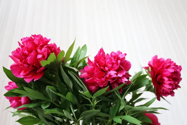 bir buket çiçek koyu kırmızı çiçekler peonies bahar sonu ve yaz başında beyaz arka plan üzerinde