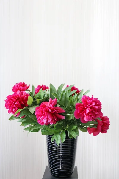 bir buket çiçek koyu kırmızı çiçekler peonies bahar sonu ve yaz başında beyaz arka plan üzerinde