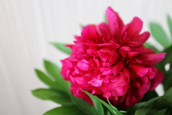 Ramo Flores Color Rojo Oscuro Peonías Sobre Fondo Blanco Final —  Fotos de Stock