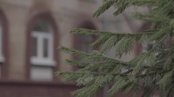 レンガ造りの家のアーチ型の窓に松の枝を持つパノラマ — ストック動画