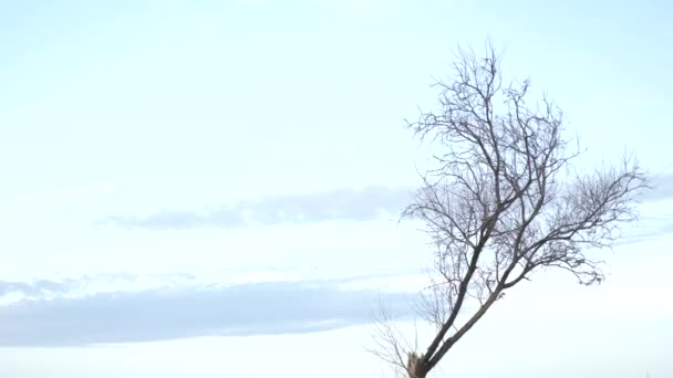 Гілки Дерев Небі — стокове відео