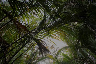 Asya 'da parlak ve berrak bir gökyüzünde palmiye yapraklarının arasından görmek