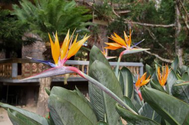 Çiçek stralis ya da cennet kuşu