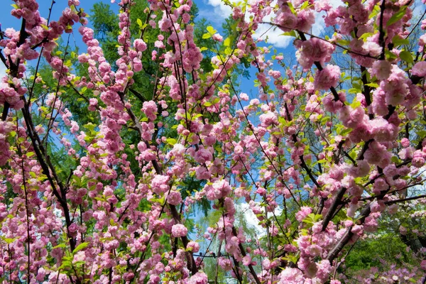 Flores cor-de-rosa na primavera — Fotografia de Stock