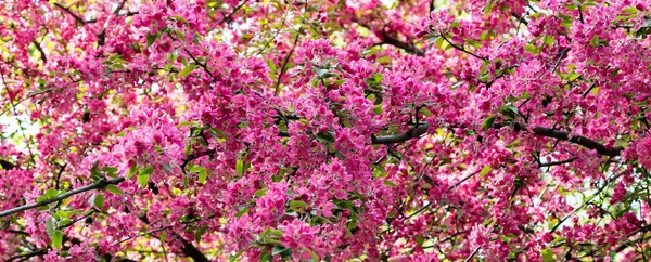 Flores cor-de-rosa na primavera — Fotografia de Stock
