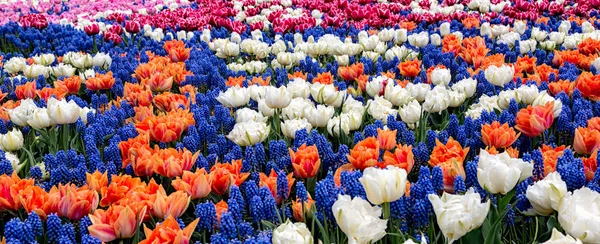 Spring colorful flowers tulips