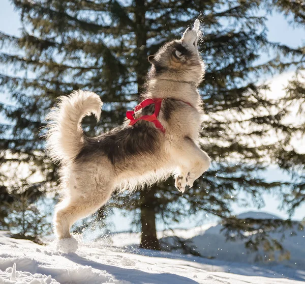 Malamute in winter mountains — Stock Photo, Image