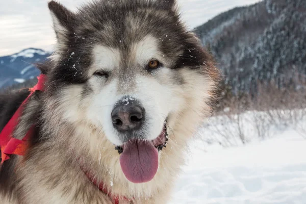 Malamute en las montañas de invierno —  Fotos de Stock