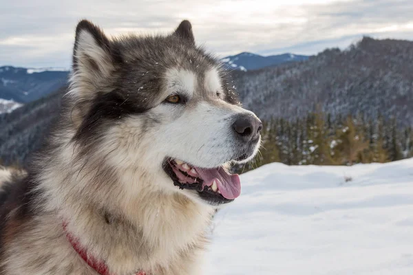 Malamute in winter mountains — Stock Photo, Image