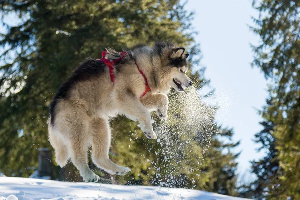 Malamute in winter mountains — Stock Photo, Image