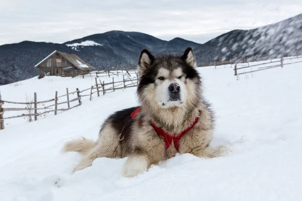 Malamute i vinter berg — Stockfoto
