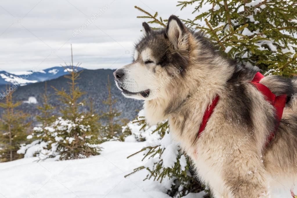 Malamute in winter mountains