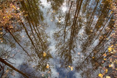 ağaç yansıma Nehri