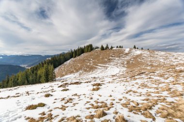 çam ağaçları dağlarda kar kaplı.