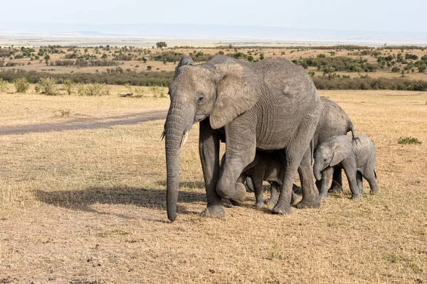 Ελεφάντων στην Αφρική — Φωτογραφία Αρχείου