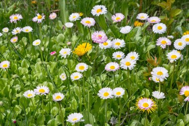 Flowerbed farklı renkli güzel çiçekler