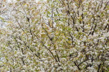Bahar zamanı beyaz kiraz çiçekleri