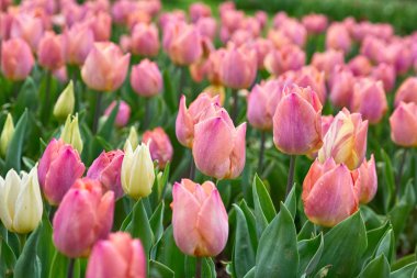 Güzel bahar çiçekleri