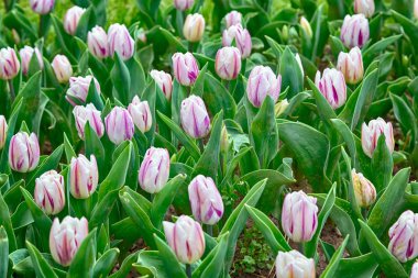 Güzel bahar çiçekleri