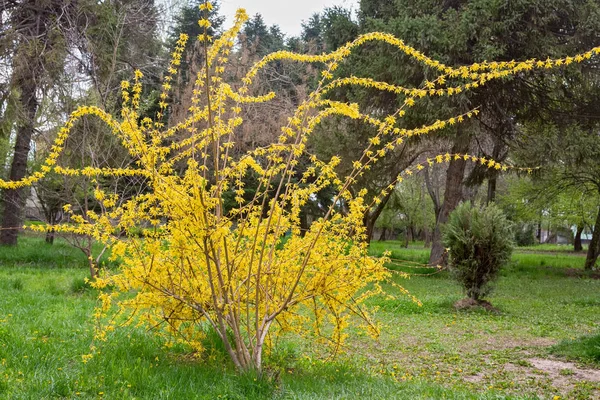 Fleurs de cerisier blanc au printemps — Photo