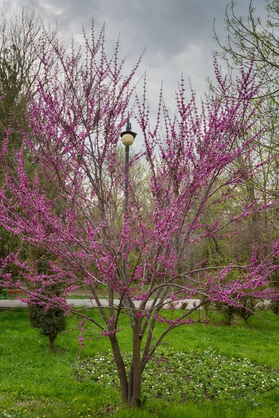 Flores de cereja brancas no tempo de primavera — Fotografia de Stock