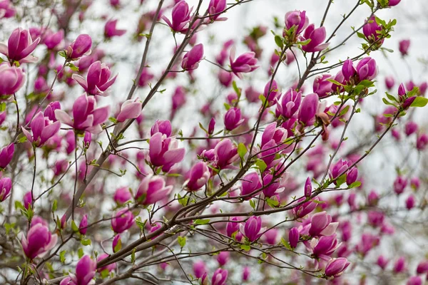 Belas flores rosa magnólia em ramos no parque ensolarado . — Fotografia de Stock