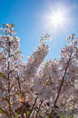 bulanık doğa arka plan üzerinde kiraz çiçekleri
