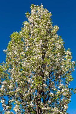 bulanık doğa arka plan üzerinde kiraz çiçekleri
