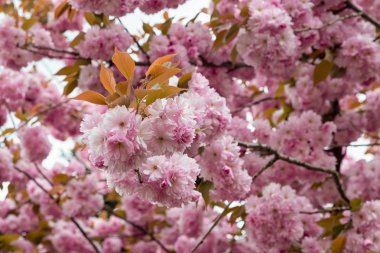 Bahar çiçekli sakura
