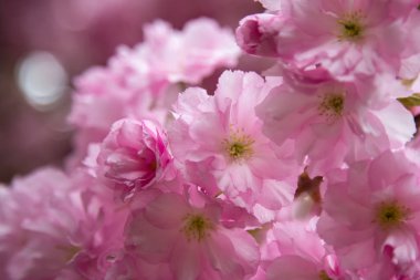 Bahar çiçekli sakura