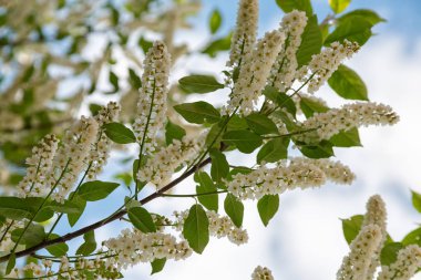 Çiçek açan ağaçlar çiçekli