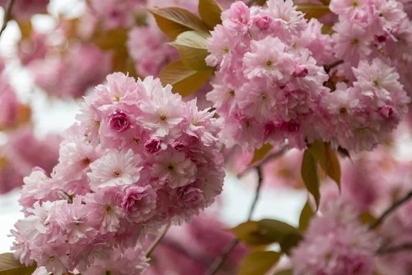 Sakura de floração de primavera — Fotografia de Stock