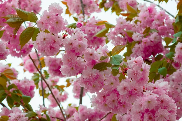 Sakura de floração de primavera — Fotografia de Stock