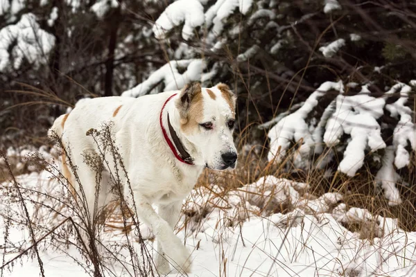 Erwachsene alabai im Winter Tag. — Stockfoto