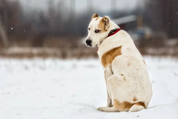 Adult alabai in winter day. — Stock Photo, Image