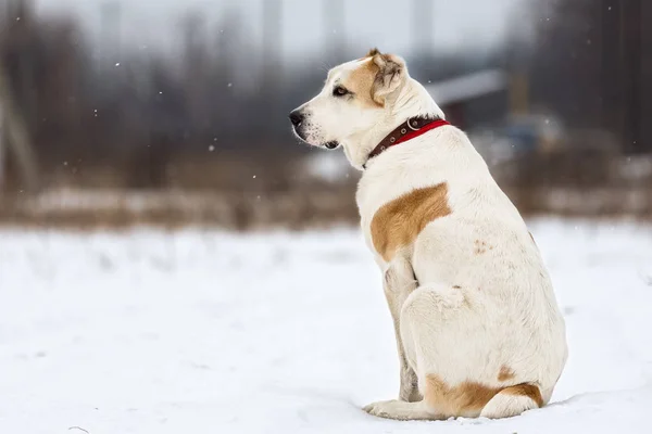 Erwachsene alabai im Winter Tag. — Stockfoto