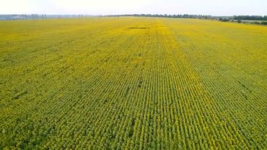 Doğa'nın güzellik: ayçiçeği alanda havadan görünümü