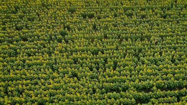 Naturaleza belleza: Vista aérea en el campo de girasoles — Vídeo de stock