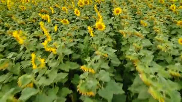 Beauté des natures : Vue aérienne sur le champ de tournesols — Video