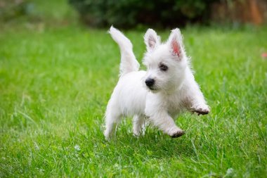 Yetişkin batı dağlık beyaz korkunç köpek güneşli bir bahçede çimlerin üzerine.