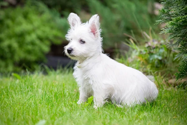 Reinrassiger erwachsener West Highland White Terrier Hund auf Gras im Garten an einem sonnigen Tag. — Stockfoto