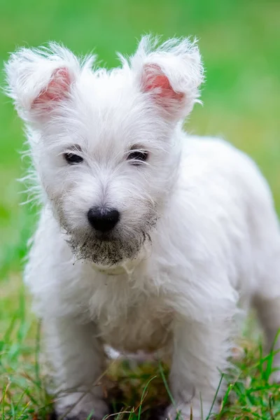 晴れた日に庭の芝生に純血種の大人ウエスト ・ ハイランド ・ ホワイト ・ テリア犬. — ストック写真