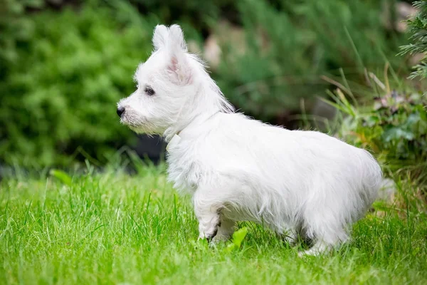 Purebred adult West Highland White Terrier dog on grass in the garden on a sunny day. — Stock Photo, Image