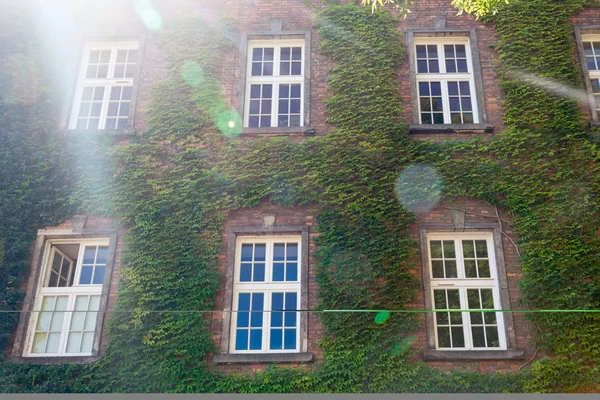 Eski evin duvarları yeşil bitkiler wove