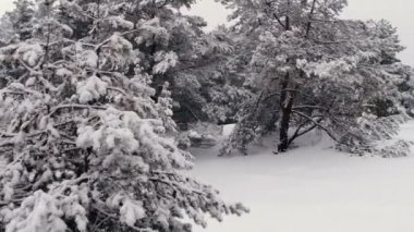 Hava hava anket. Kar orman